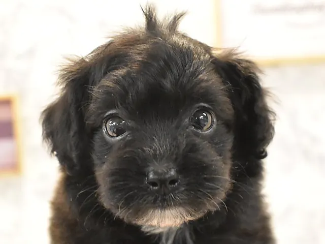 埼玉県のハーフ犬・ミックス犬 (ペッツワン蓮田店/2025年4月30日生まれ/男の子/ブラック)の子犬